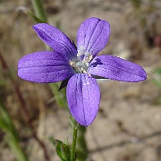 triodanis biflora